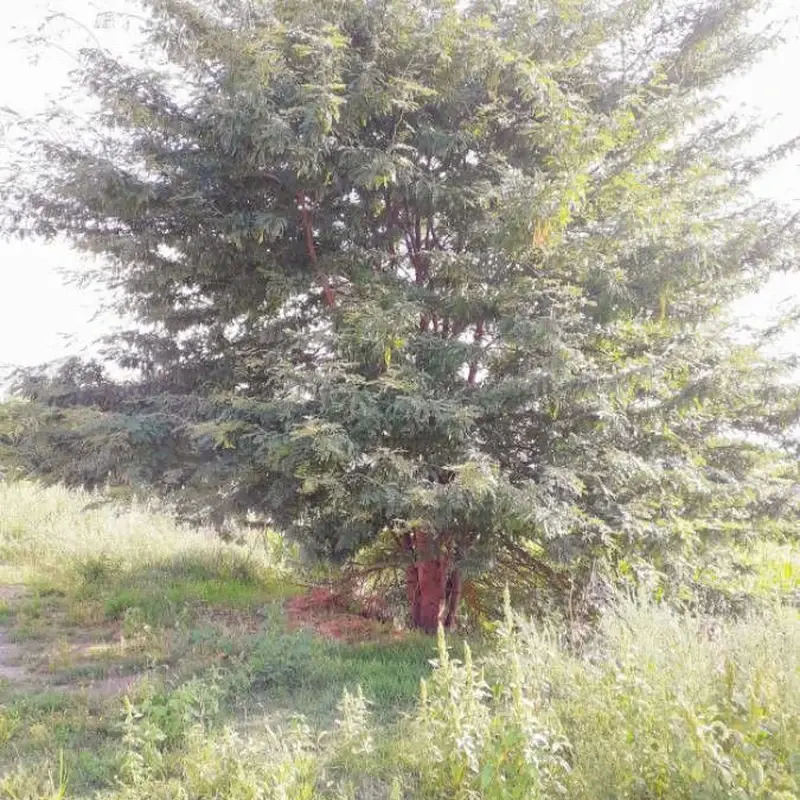 Гледичия (Gleditsia): полное руководство по уходу