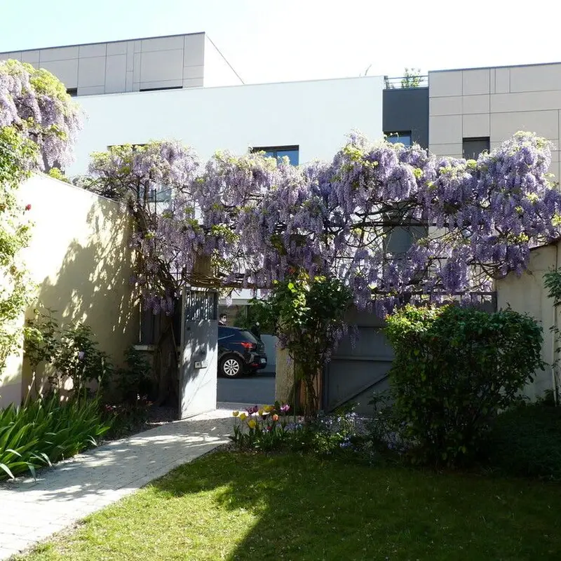 Глициния (Wisteria sinensis): полное руководство по уходу