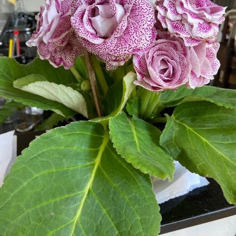Глоксиния прекрасная (Sinningia speciosa): полное руководство по уходу