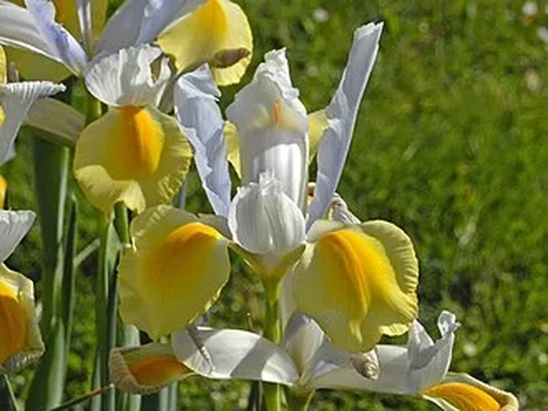 Голландский ирис (Iris hollandica): полное руководство по уходу