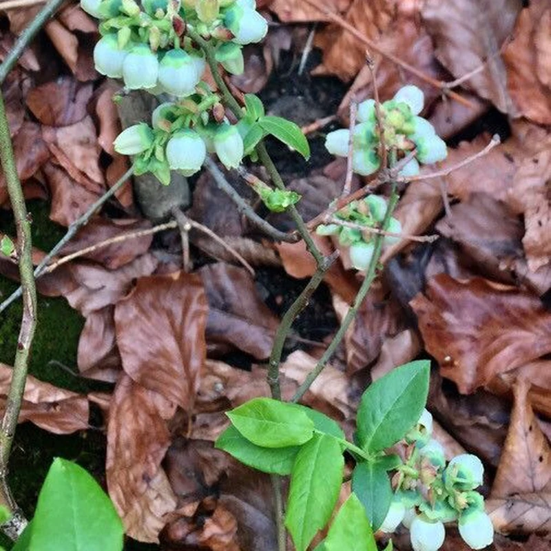Голубика комнатная (Vaccinium corymbosum): полное руководство по уходу