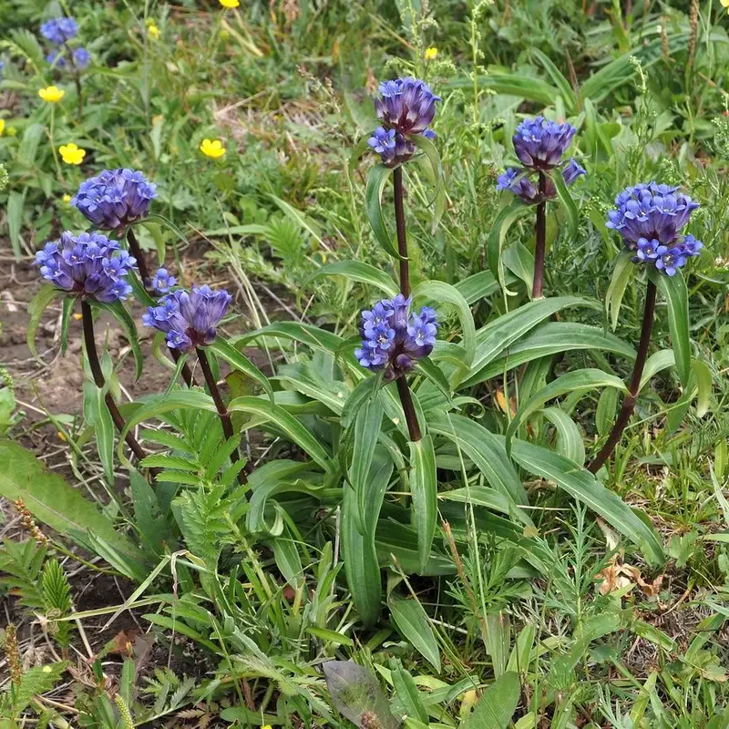 Горечавка крупнолистная (Gentiana macrophylla): полное руководство по уходу