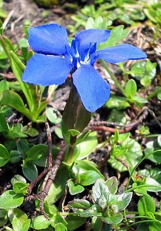 Горечавка (Gentiana): полное руководство по уходу