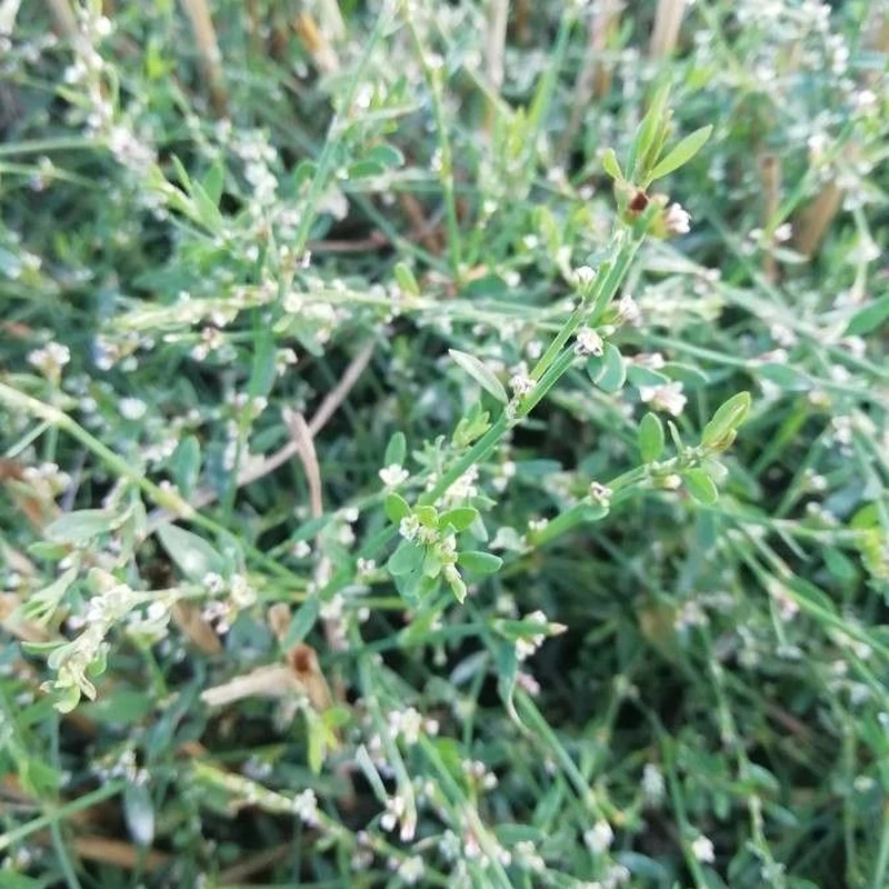 Горец (Polygonum): полное руководство по уходу