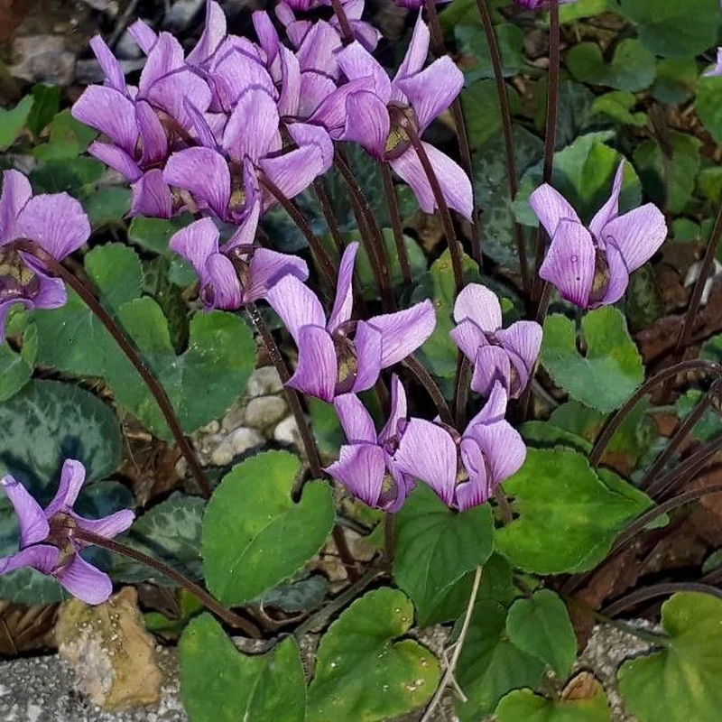 Горная фиалка (Cyclamen): полное руководство по уходу