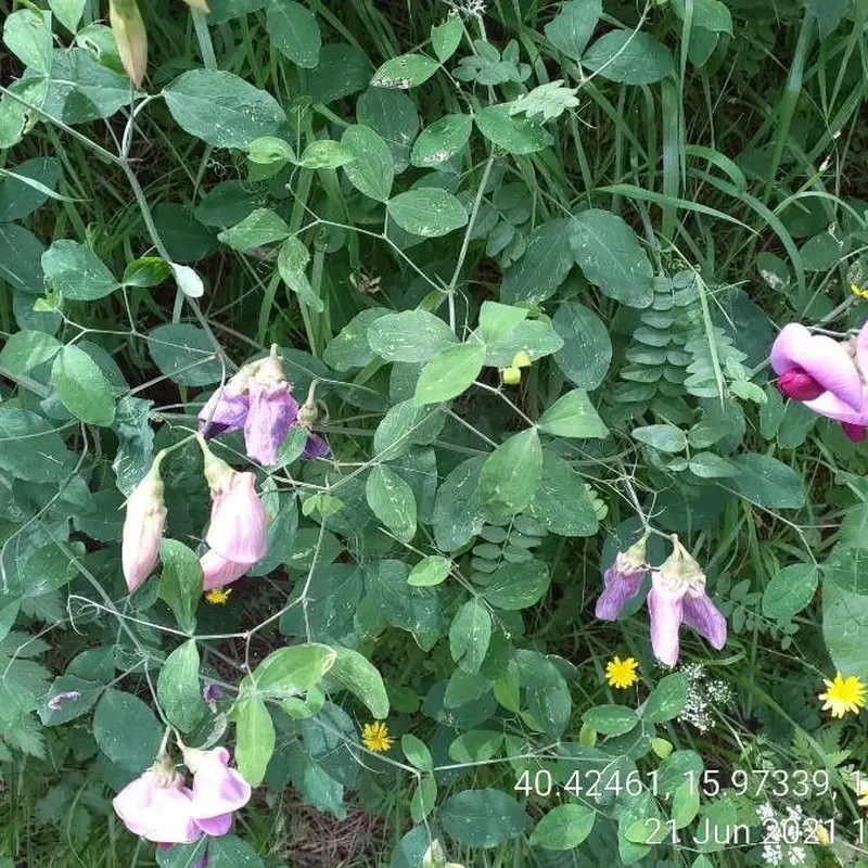 Горошек душистый (Lathyrus odoratus): полное руководство по уходу