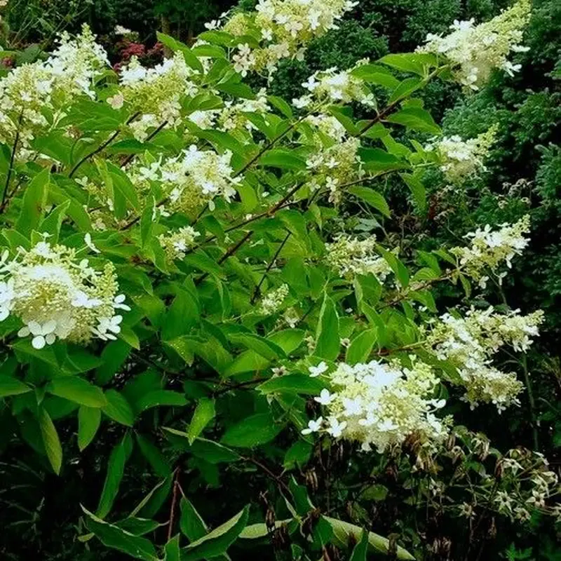 Гортензия (Hydrangea): полное руководство по уходу