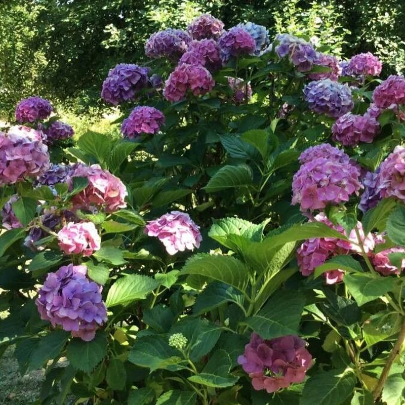 Гортензия крупнолистная (Hydrangea macrophylla): полное руководство по уходу