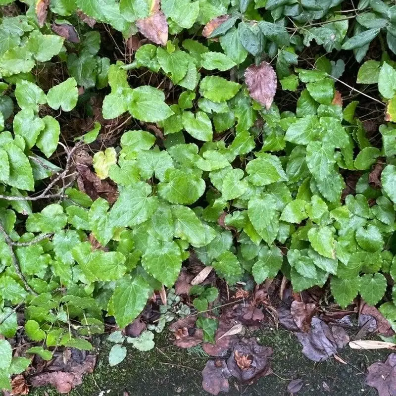 Горянка (Epimedium): полное руководство по уходу