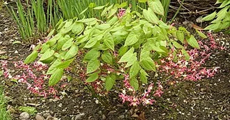 Горянка красная (Epimedium rubrum): полное руководство по уходу