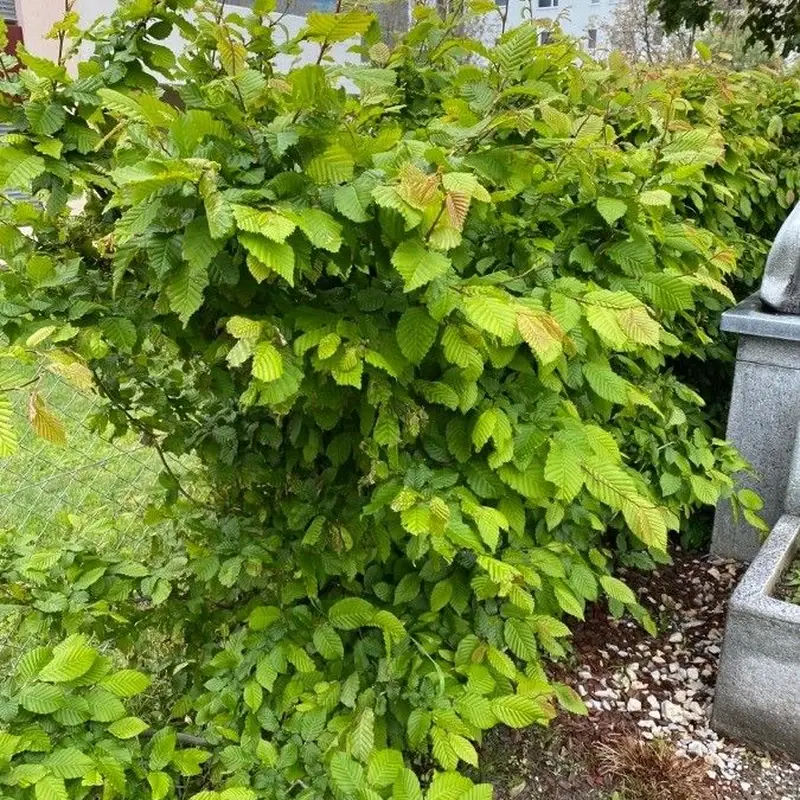 Граб (Carpinus): полное руководство по уходу