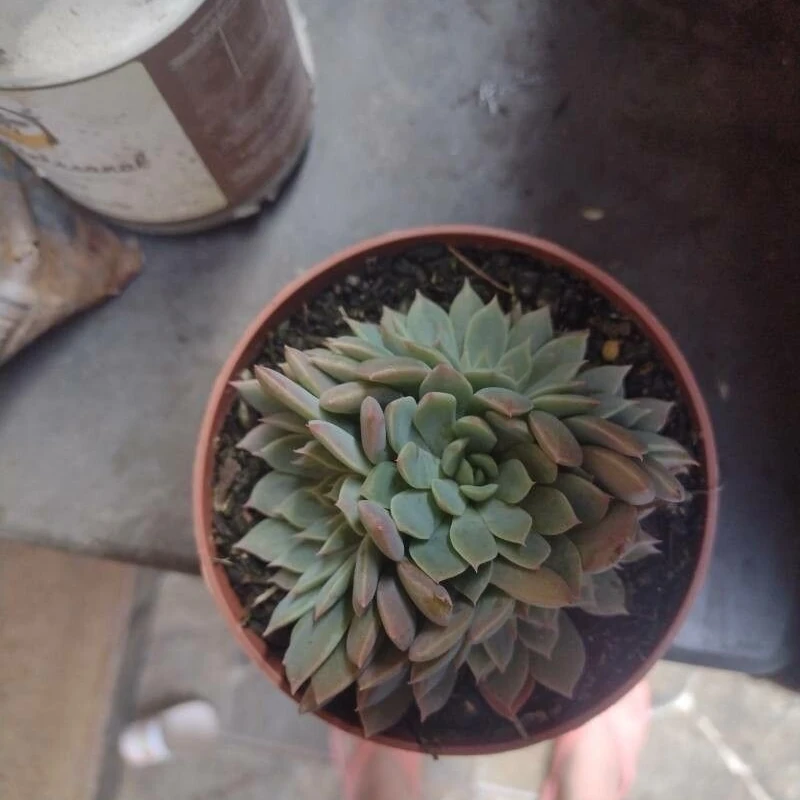 Граптопеталум (Graptopetalum): полное руководство по уходу