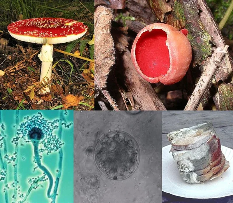 Гриб кактус (Fungus cactus): полное руководство по уходу