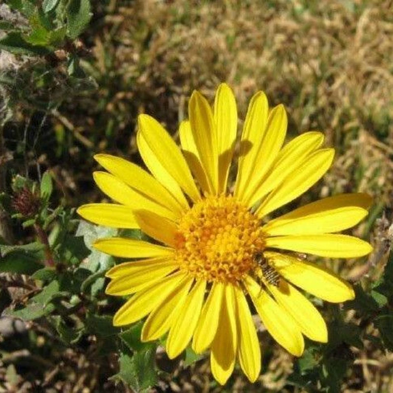 Гринделия (Grindelia): полное руководство по уходу