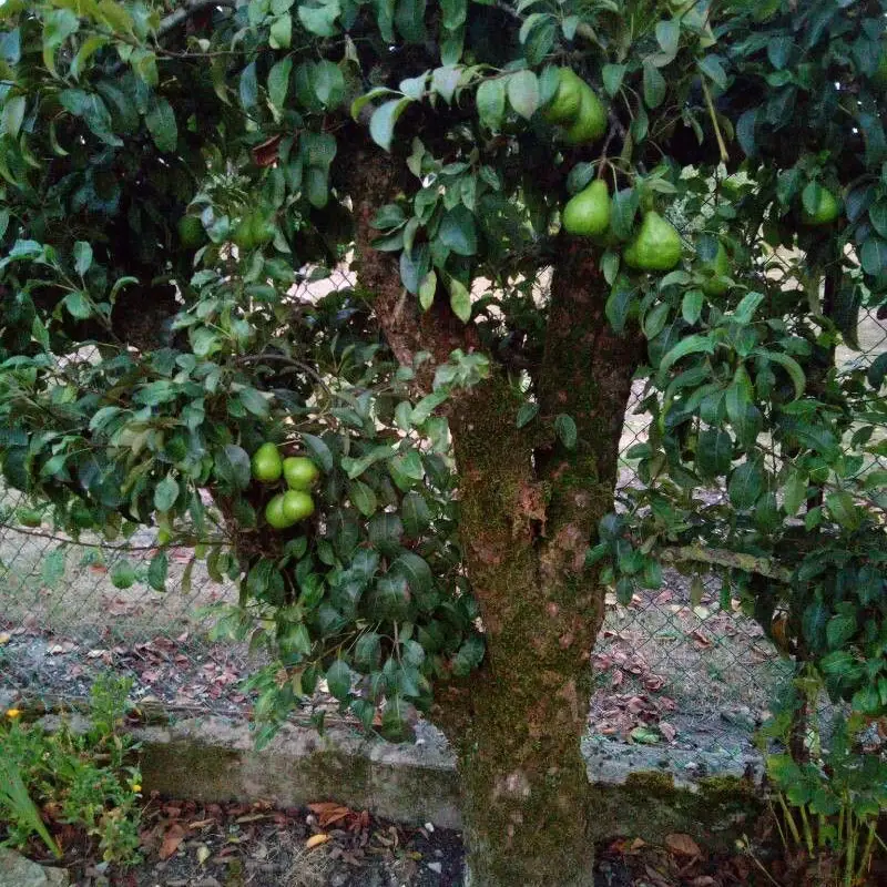 Груша комнатная (Pyrus): полное руководство по уходу
