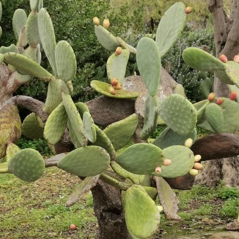 Груша опунция (Opuntia ficus-indica): полное руководство по уходу
