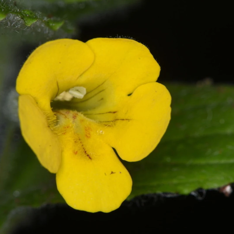 Губастик (Mimulus): полное руководство по уходу
