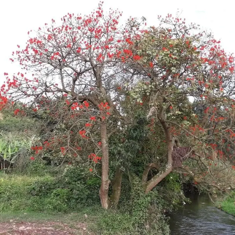 Гутьерия (Erythrina): полное руководство по уходу