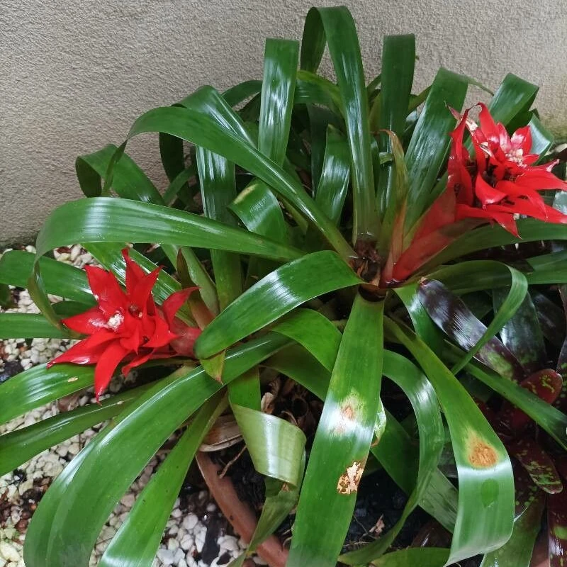 Гузмания (Guzmania): полное руководство по уходу