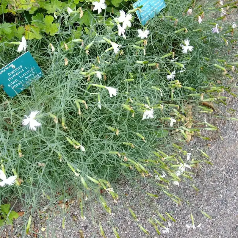 Гвоздика перистая (Dianthus plumarius): полное руководство по уходу
