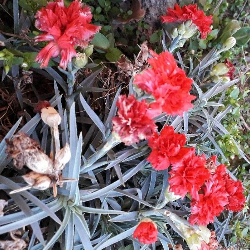 Гвоздика садовая (Dianthus caryophyllus): полное руководство по уходу