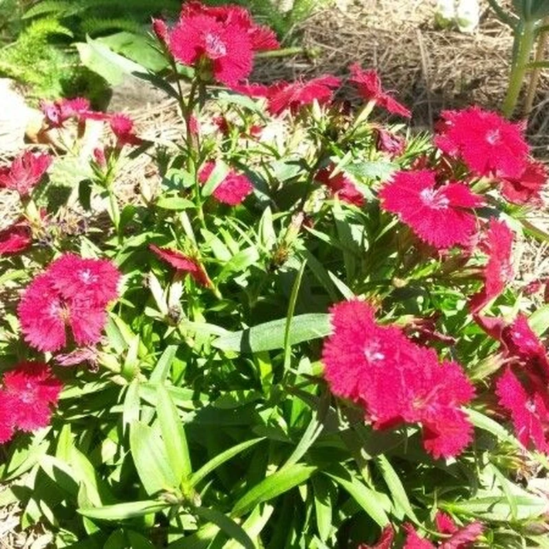 Гвоздика комнатная (Dianthus): полное руководство по уходу
