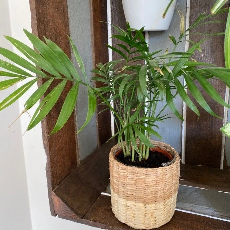 Хамедорея (Chamaedorea elegans): полное руководство по уходу