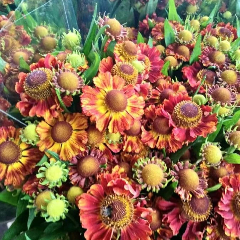 Гелениум осенний (Helenium autumnale): полное руководство по уходу