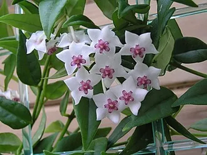 Хойя прекрасная (Hoya bella): полное руководство по уходу