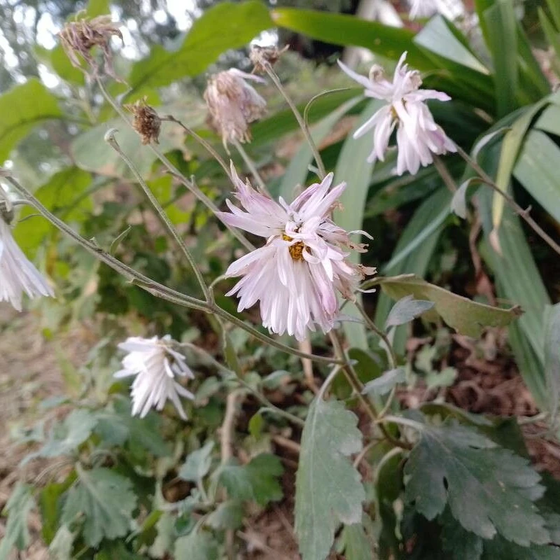 Хризантема (Chrysanthemum): полное руководство по уходу