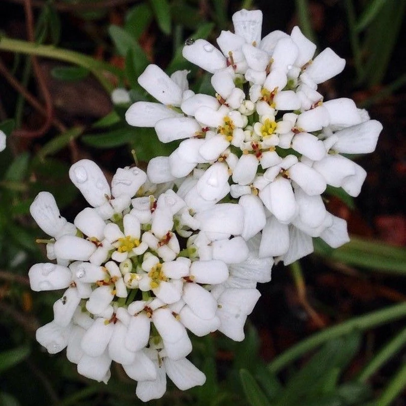 Иберис вечнозелёный (Iberis sempervirens): полное руководство по уходу