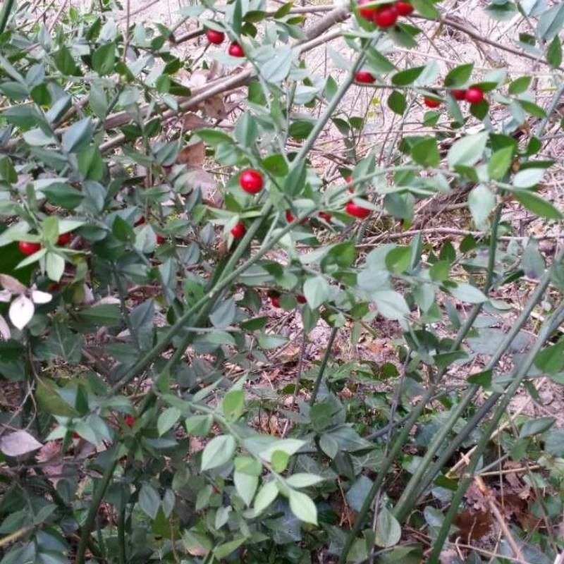 Иглица понтийская (Ruscus aculeatus): полное руководство по уходу