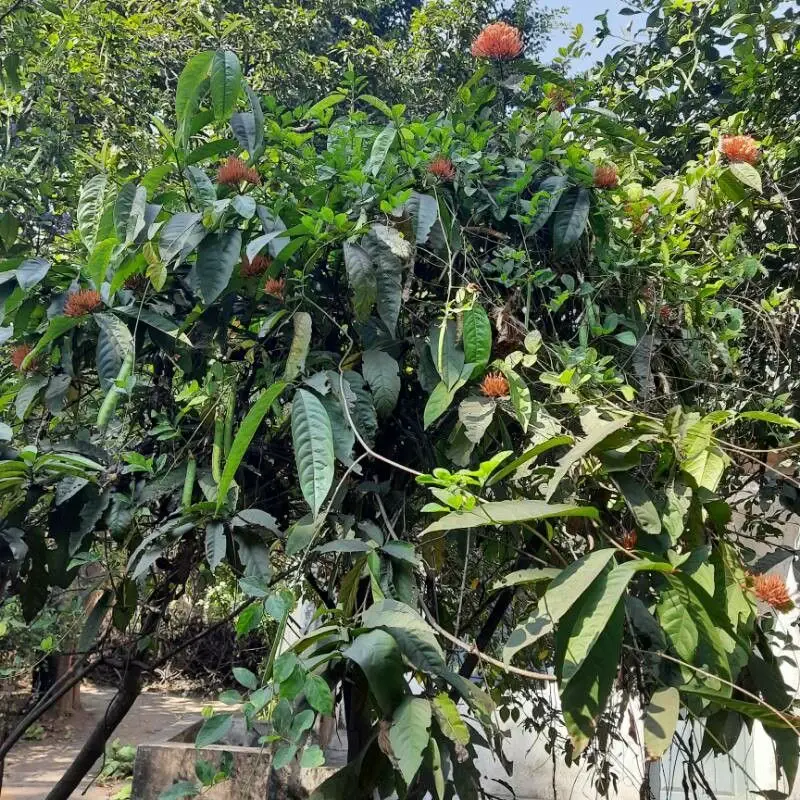 Иксора (Ixora): полное руководство по уходу