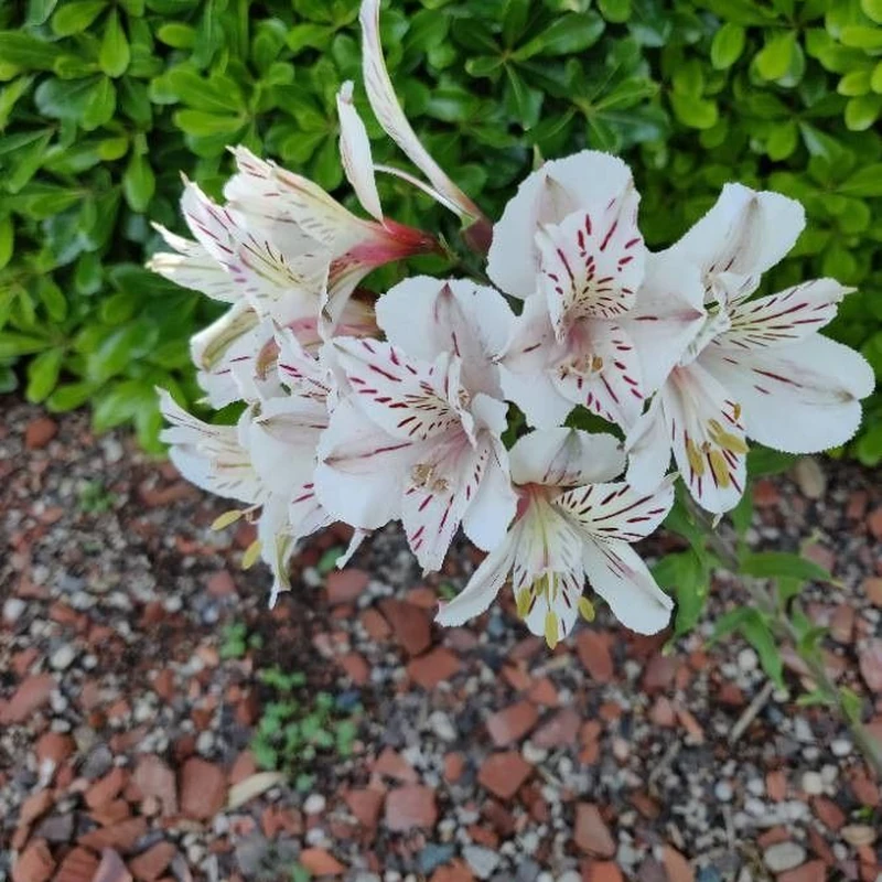 Инка-лилия (Alstroemeria): полное руководство по уходу