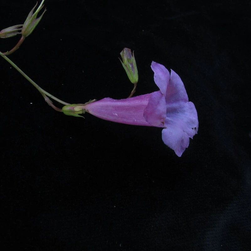 Инкарвиллия (Incarvillea): полное руководство по уходу
