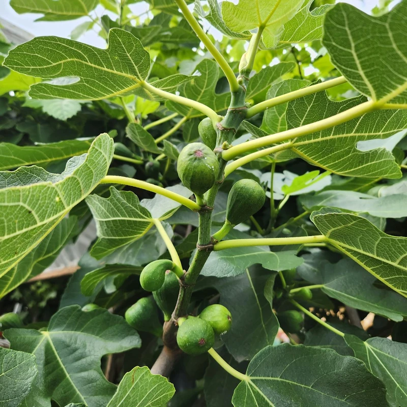 Инжир комнатный (Ficus carica): полное руководство по уходу