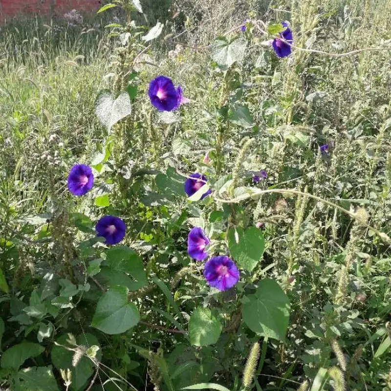 Ипомея пурпурная (Ipomoea purpurea): полное руководство по уходу