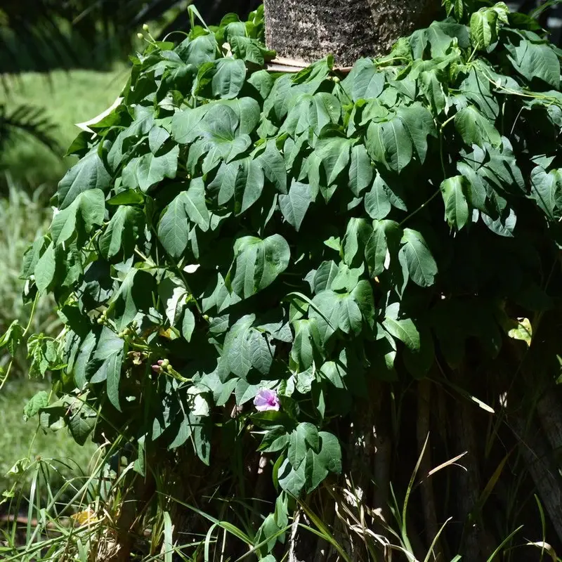 Ипомея (Ipomoea): полное руководство по уходу