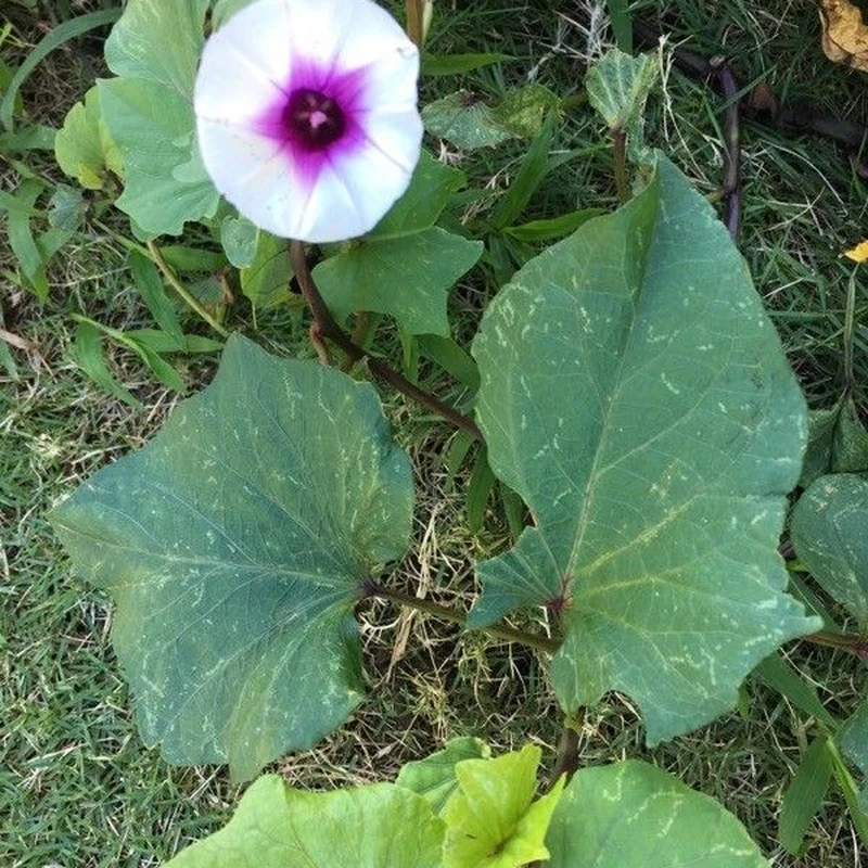Ипомея батат декоративная (Ipomoea batatas): полное руководство по уходу