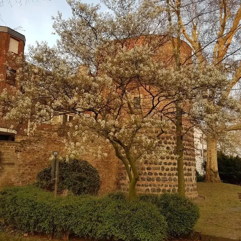 Ирга канадская (Amelanchier canadensis): полное руководство по уходу