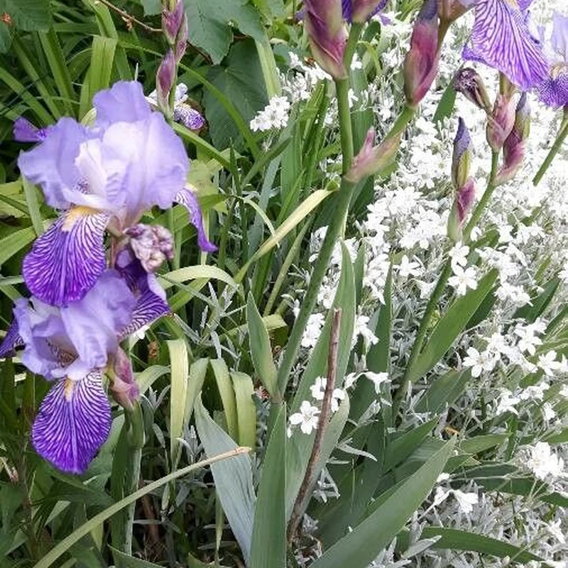 Ирис немецкий (Iris germanica): полное руководство по уходу