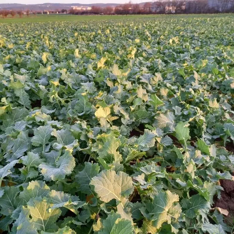 Ирландская роза (Brassica): полное руководство по уходу