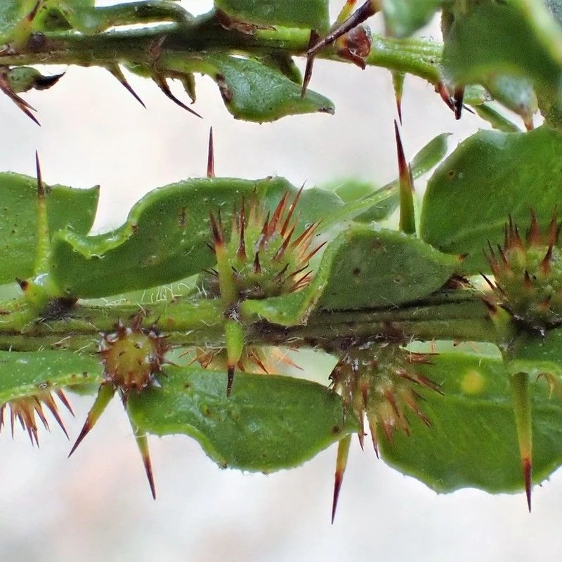Искусственная мимоза (Acacia): полное руководство по уходу