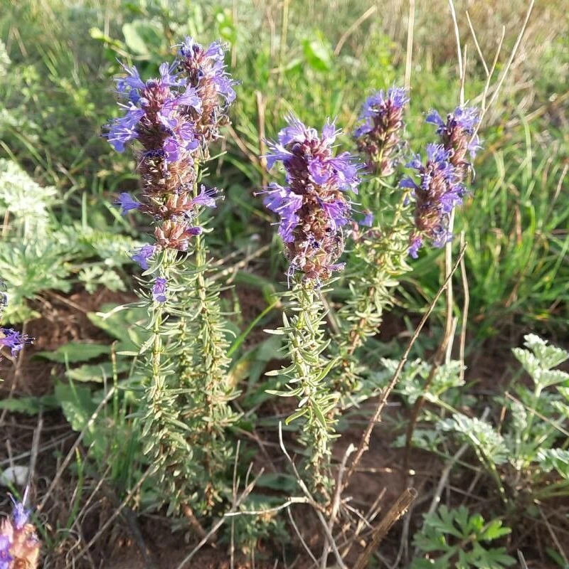 Иссоп (Hyssopus officinalis): полное руководство по уходу