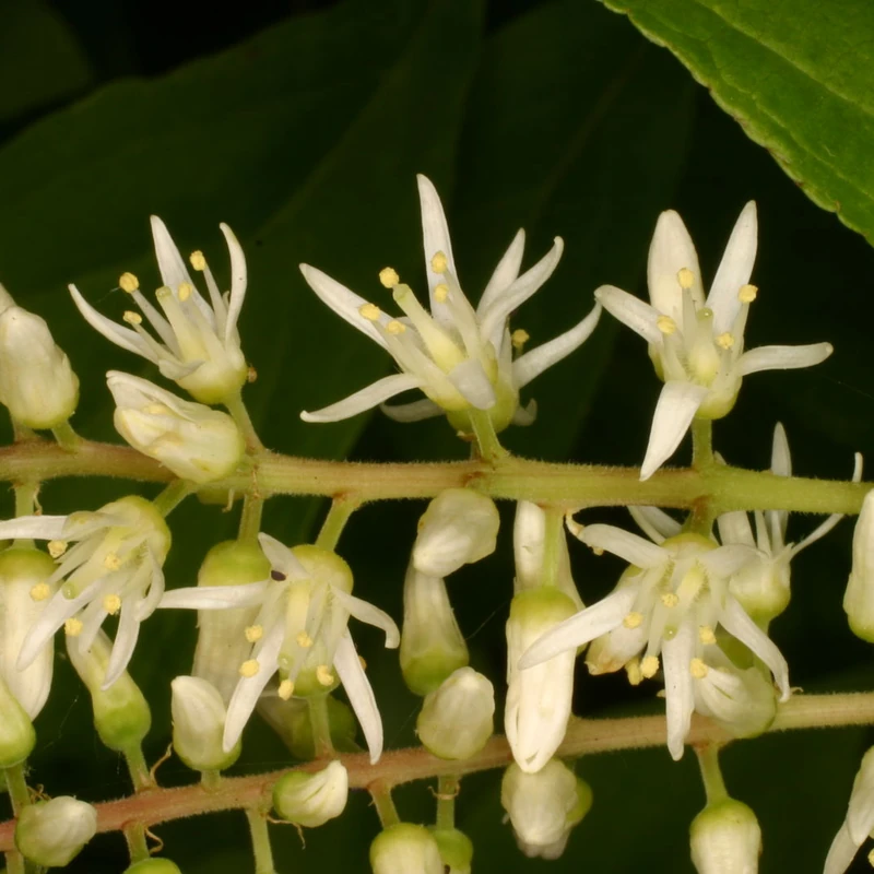 Итея виргинская (Itea virginica): полное руководство по уходу
