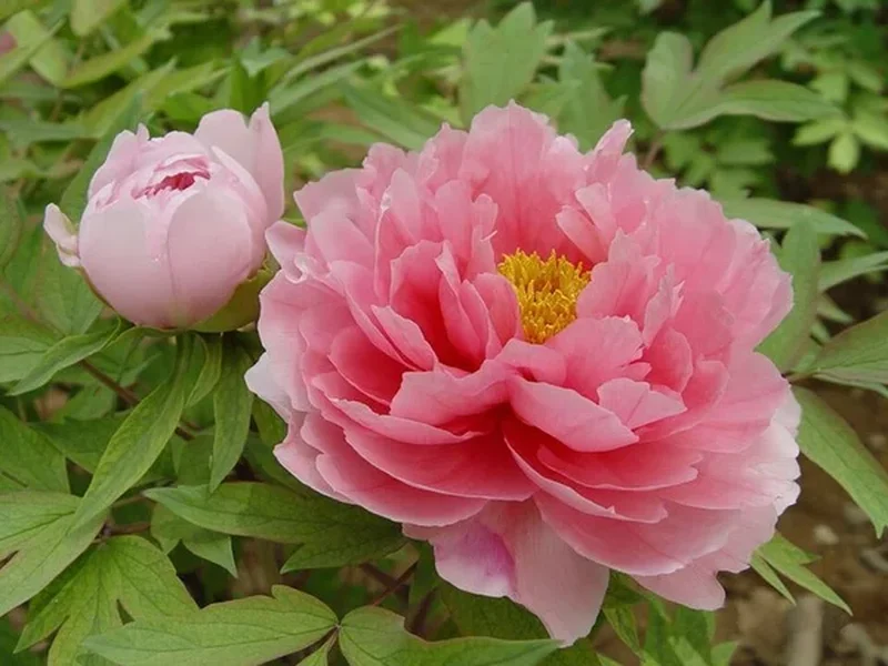 Ито гибрид пиона (Paeonia itoh): полное руководство по уходу