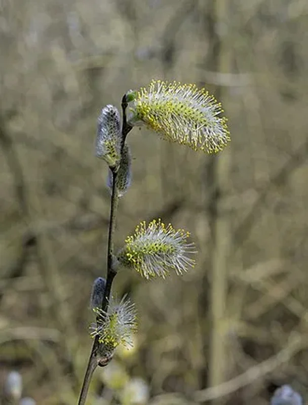 Ива козья (Salix caprea): полное руководство по уходу