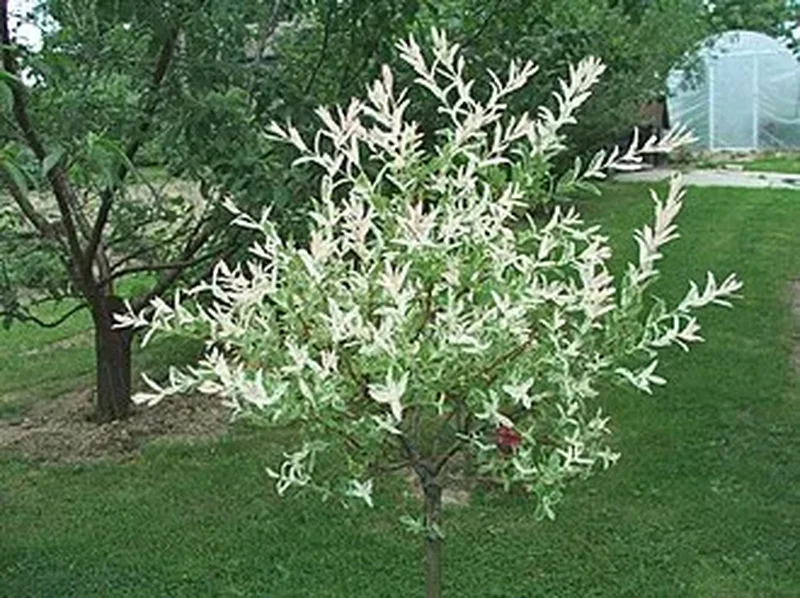 Ива цельнолистная (Salix integra): полное руководство по уходу