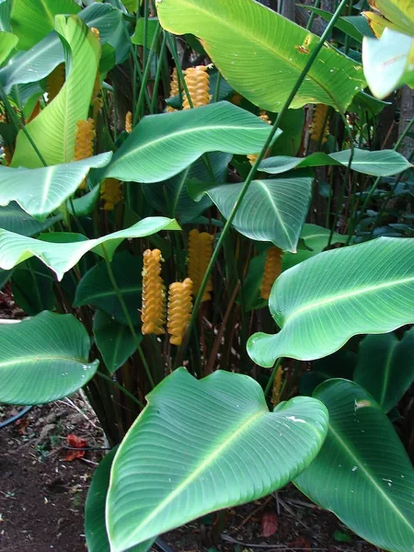 Изящная калатея (Calathea elegans): полное руководство по уходу