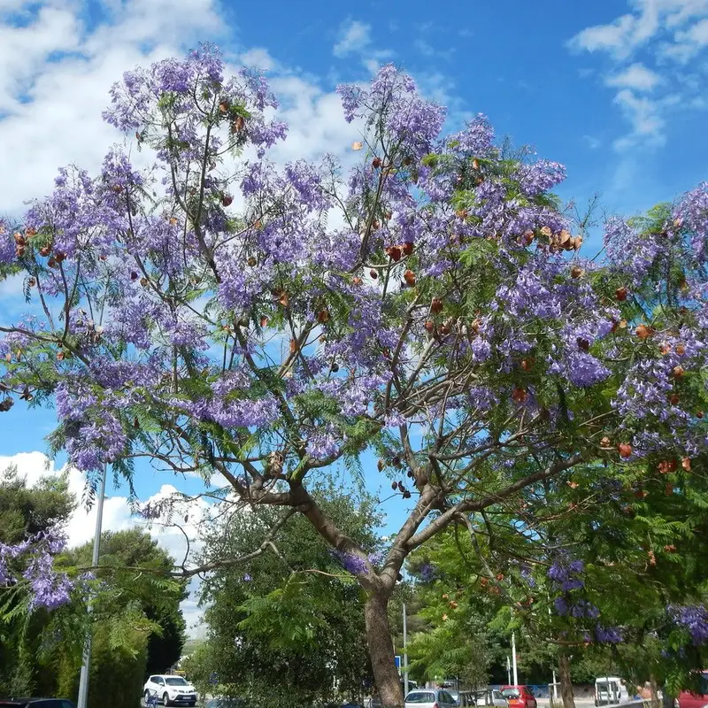 Жакаранда (Jacaranda mimosifolia): полное руководство по уходу